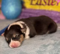 Blue collar , a female Pembroke Welsh Corgi for sale in Osceola, IA – Photo 2 of 6
