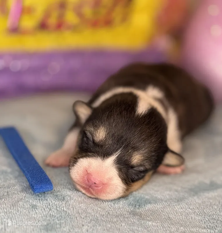 Blue collar  – Pembroke Welsh Corgi puppy for sale in Osceola, IA