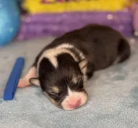 Blue collar , a female Pembroke Welsh Corgi for sale in Osceola, IA – Photo 4 of 6