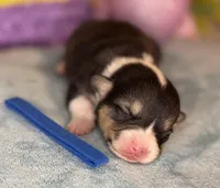 Blue collar , a female Pembroke Welsh Corgi for sale in Osceola, IA – Photo 3 of 6