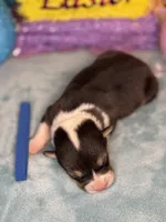 Blue collar , a female Pembroke Welsh Corgi for sale in Osceola, IA – Photo 5 of 6