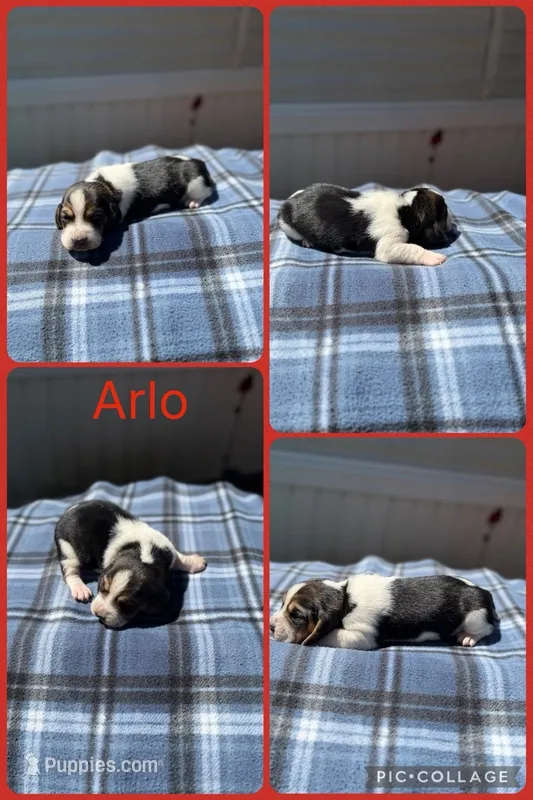 Arlo – Basset Hound puppy for sale in Osceola, IA