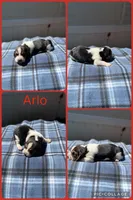 Arlo, a male Basset Hound for sale in Osceola, IA – 1 of 1