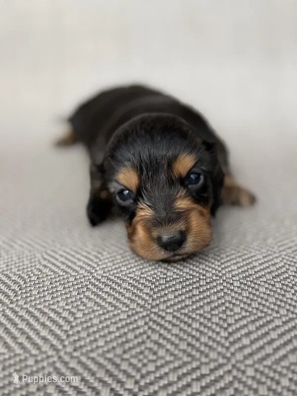 Male  – Miniature Dachshund puppy for sale in Osceola, IA