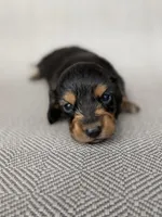 Male , a male Miniature Dachshund for sale in Osceola, IA – 1 of 5