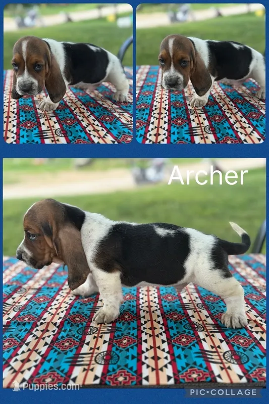 Archer – Basset Hound puppy for sale in Osceola, IA