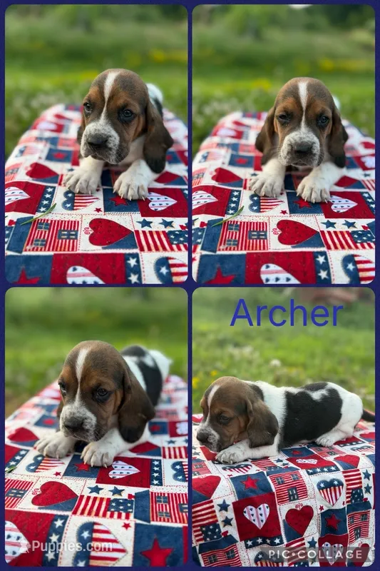 Archer – Basset Hound puppy for sale in Osceola, IA