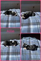 Allie, a female Basset Hound for sale in Osceola, IA – 1 of 1