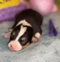 Purple collar , a female Pembroke Welsh Corgi for sale in Osceola, IA – Photo 5 of 5