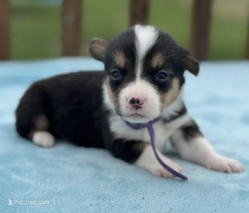 Purple collar  – Pembroke Welsh Corgi puppy for sale in Osceola, IA