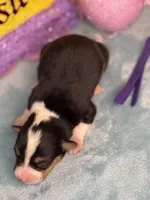 Purple collar , a female Pembroke Welsh Corgi for sale in Osceola, IA – Photo 4 of 5