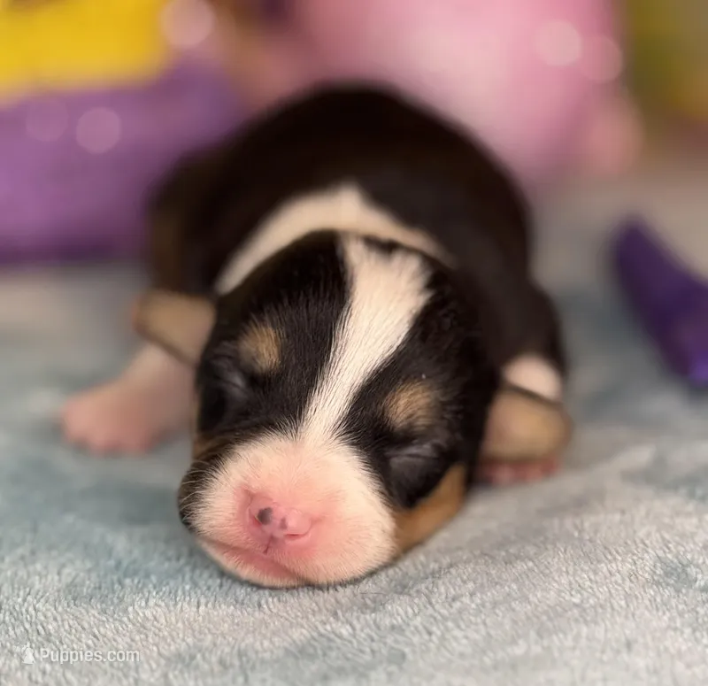 Purple collar  – Pembroke Welsh Corgi puppy for sale in Osceola, IA