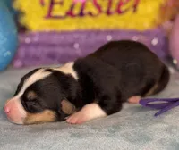 Purple collar , a female Pembroke Welsh Corgi for sale in Osceola, IA – Photo 2 of 5