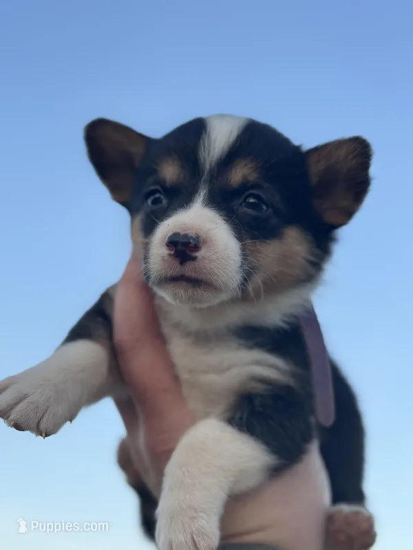 Purple collar  – Pembroke Welsh Corgi puppy for sale in Osceola, IA