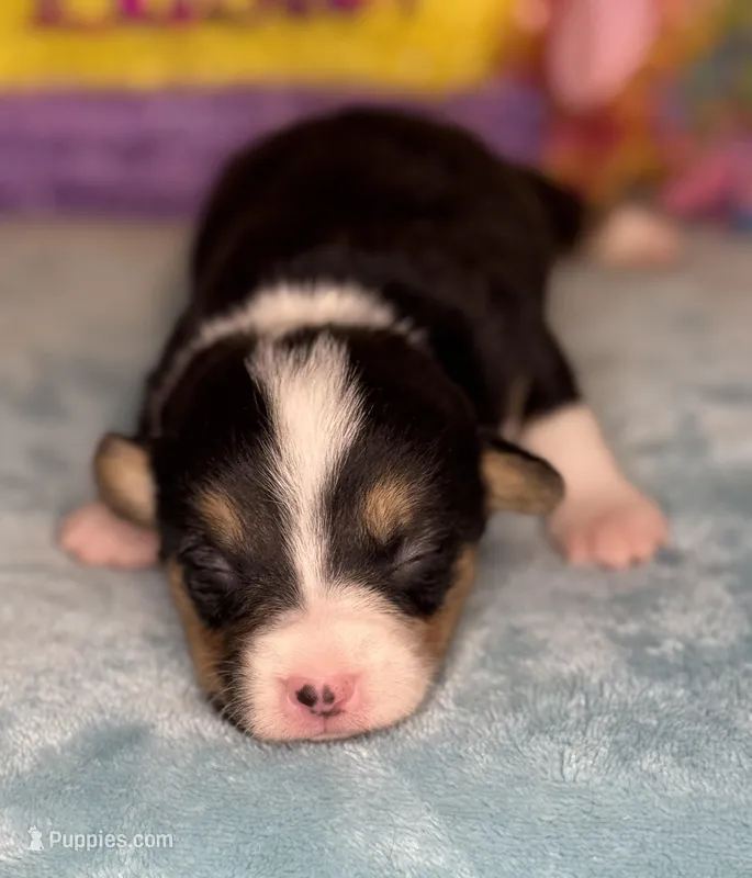 Purple collar  – Pembroke Welsh Corgi puppy for sale in Osceola, IA