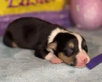 Purple collar , a female Pembroke Welsh Corgi for sale in Osceola, IA – Photo 3 of 5