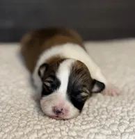 Fluffy Male 1 , a male Pembroke Welsh Corgi for sale in Osceola, IA – Photo 4 of 5