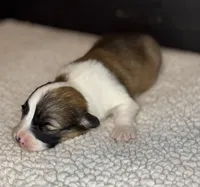 Fluffy Male 1 , a male Pembroke Welsh Corgi for sale in Osceola, IA – Photo 3 of 5