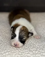 Fluffy Male 1 , a male Pembroke Welsh Corgi for sale in Osceola, IA – Photo 1 of 5