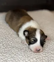 Fluffy Male 1 , a male Pembroke Welsh Corgi for sale in Osceola, IA – Photo 2 of 5