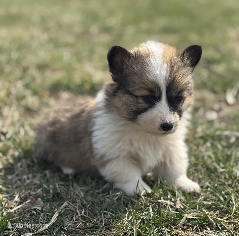 Fluffy Male 1  – Pembroke Welsh Corgi puppy for sale in Osceola, IA
