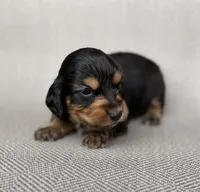 Male , a male Miniature Dachshund for sale in Osceola, IA – 2 of 5