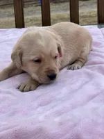 Pink, a female Labrador Retriever for sale in Osceola, IA – Photo 2 of 5