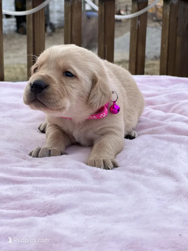 Pink, a female Labrador Retriever for sale in Osceola, IA – Photo 1 of 5