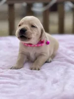 Pink, a female Labrador Retriever for sale in Osceola, IA – Photo 3 of 5