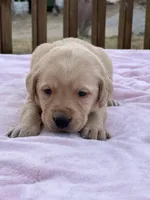 Pink, a female Labrador Retriever for sale in Osceola, IA – Photo 4 of 5