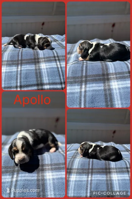 Apollo  – Basset Hound puppy for sale in Osceola, IA