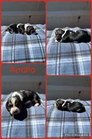 Apollo , a male Basset Hound for sale in Osceola, IA – 1 of 1