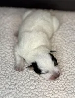 Blue female 2 , a female Australian Cattle Dog for sale in Osceola, IA – Photo 4 of 5