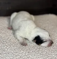 Blue female 2 , a female Australian Cattle Dog for sale in Osceola, IA – Photo 3 of 5