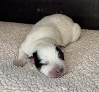 Blue female 2 , a female Australian Cattle Dog for sale in Osceola, IA – Photo 5 of 5