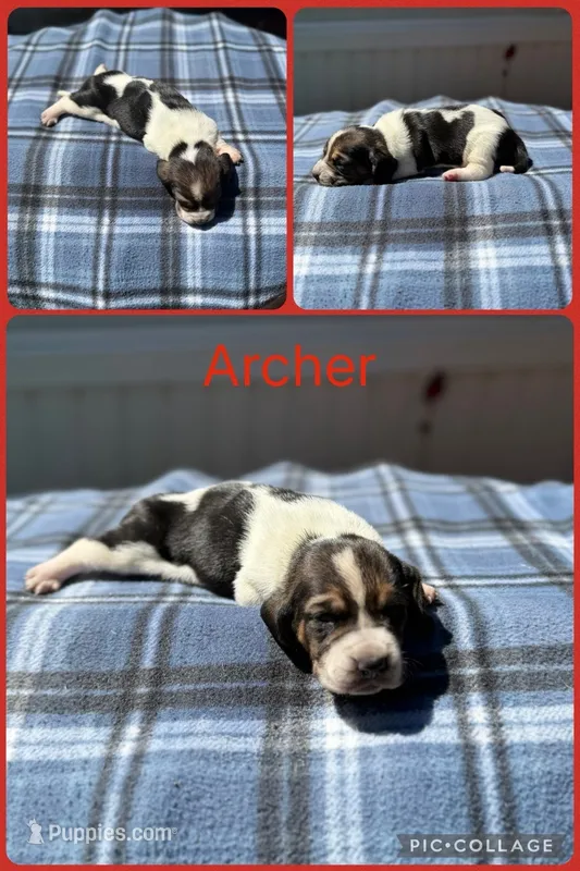 Archer – Basset Hound puppy for sale in Osceola, IA