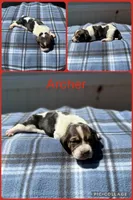 Archer, a male Basset Hound for sale in Osceola, IA – 1 of 1