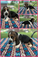Annie, a female Basset Hound for sale in Osceola, IA – 1 of 1