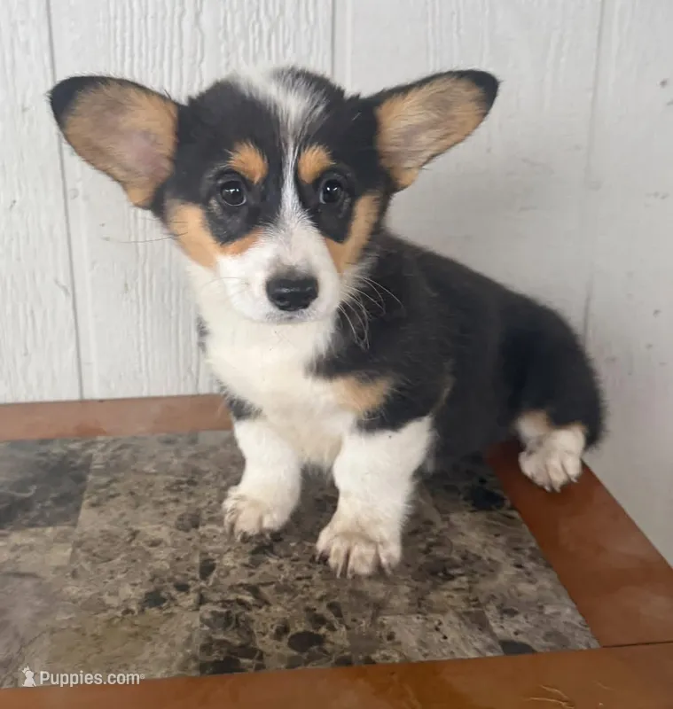 Nova  – Pembroke Welsh Corgi puppy for sale in Osceola, IA