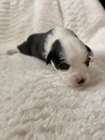 Fluffy Black tri female , a female Pembroke Welsh Corgi for sale in Osceola, IA – Photo 4 of 5