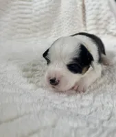 Fluffy Black tri female , a female Pembroke Welsh Corgi for sale in Osceola, IA – Photo 5 of 5