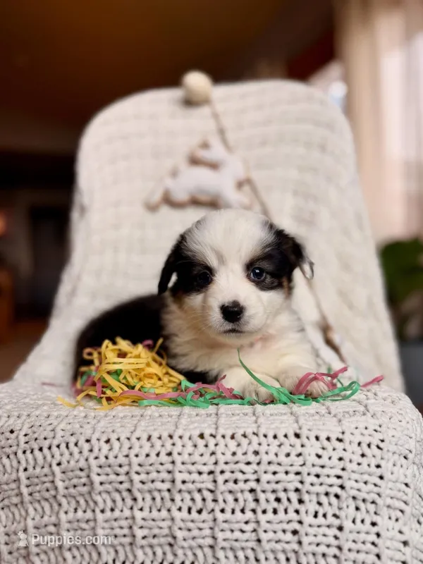 Fluffy Black tri female  – Pembroke Welsh Corgi puppy for sale in Osceola, IA