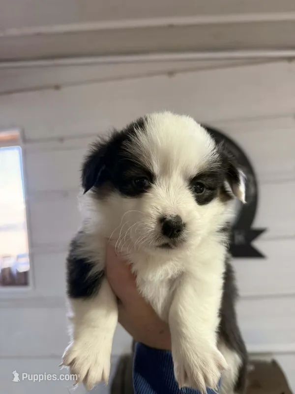 Fluffy Black tri female  – Pembroke Welsh Corgi puppy for sale in Osceola, IA