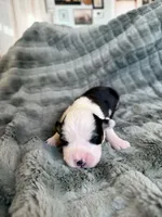 Black tri female , a female Pembroke Welsh Corgi for sale in Osceola, IA – Photo 3 of 6