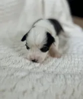 Fluffy Black tri female , a female Pembroke Welsh Corgi for sale in Osceola, IA – Photo 2 of 5