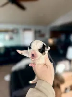 Black tri female , a female Pembroke Welsh Corgi for sale in Osceola, IA – Photo 1 of 6