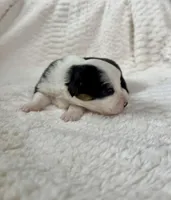 Fluffy Black tri female , a female Pembroke Welsh Corgi for sale in Osceola, IA – Photo 3 of 5