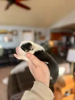 Black tri female , a female Pembroke Welsh Corgi for sale in Osceola, IA – Photo 2 of 6