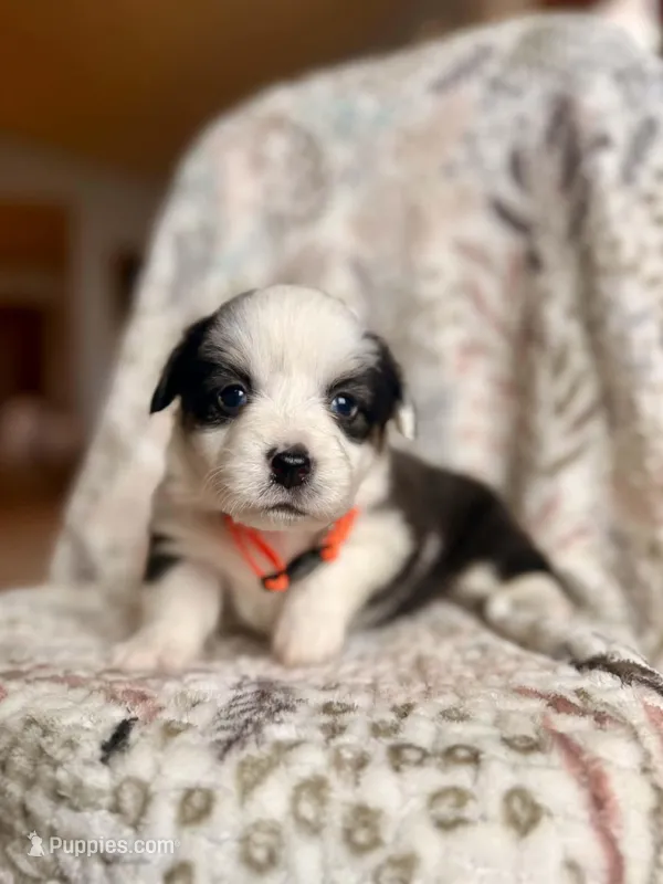 Fluffy Black tri female 