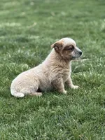 Red heeler , a male Australian Cattle Dog for sale in Osceola, IA – Photo 5 of 6